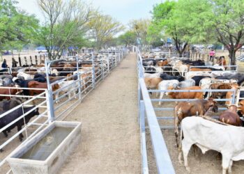 Exitosa feria ganadera paippera en Puerto Irigoyen