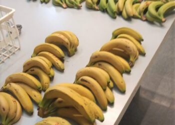 Realizarán en Laguna Naineck un taller sobre alternativas de valor agregado en banana