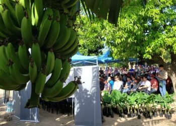 Fortalecen la producción bananera y se proyectan obras estratégicas para el sector