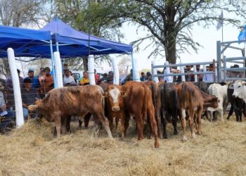 Avanzan los preparativos para la Primera Feria Ganadera Paippera en Lote 8