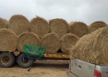 Acompañamiento a productores ganaderos paipperos del oeste provincial
