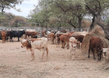 Vizcaíno resaltó el crecimiento productivo del oeste formoseño
