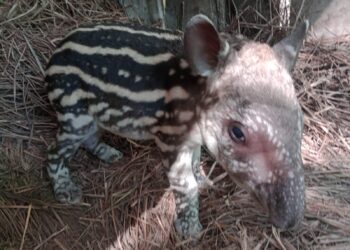 Se sumó un nuevo integrante a la familia de Guaycolec