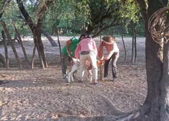 Abordaje interinstitucional de brote de rabia paresiante en paraje Cacique Sumayén