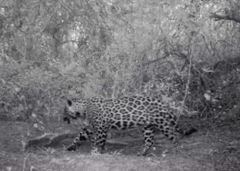 Nuevo registro fílmico de yaguareté en la Reserva Natural Formosa