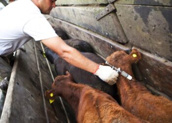 En marzo arranca la primera campaña de vacunación antiaftosa y antibrucélica en la provincia