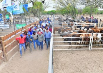 Harán remates ganaderos para descomprimir campos ubicados en las zonas afectadas por crecida del Pilcomayo