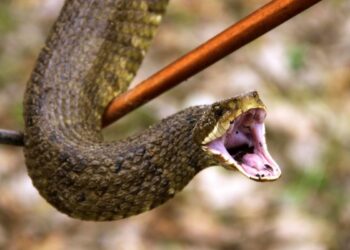 Brindan recomendaciones para evitar mordeduras de serpientes