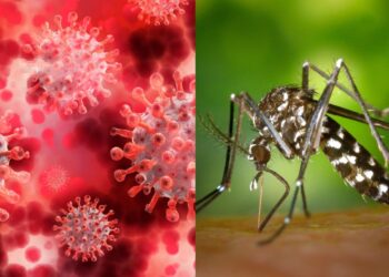 Dengue y COVID en Formosa: “En ambos casos estamos muy bien”, aseguró Gómez