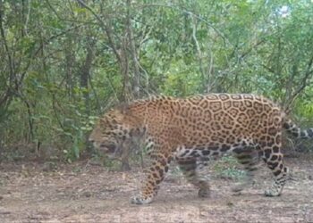 Se registra un nuevo ejemplar de yaguareté a través del uso de cámaras trampa en la provincia de Formosa