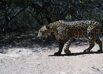 Se obtuvieron nuevas fotografías del yaguareté registrado en la Reserva Natural Formosa