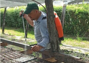 El Vivero Forestal Provincial abastece al territorio con diversas producciones arbóreas