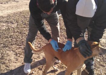 Se conmemora el 6 de julio el Día Mundial de las Zoonosis