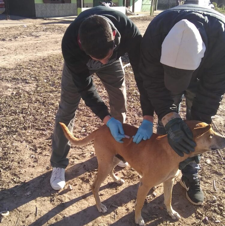 Desde el Departamento de Control de Vectores y Zoonosis realizan múltiples acciones y actividades tendientes a prevenir las enfermedades zoonóticas