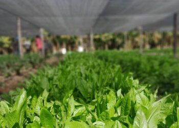 Destacan el trabajo de los productores de Buena Vista y sus aportes al Plan Nutrir