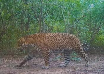 Cazadores furtivos mataron un ejemplar de yaguareté en Formosa