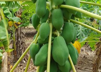Producción formoseña de papaya despunta en Laguna Naineck