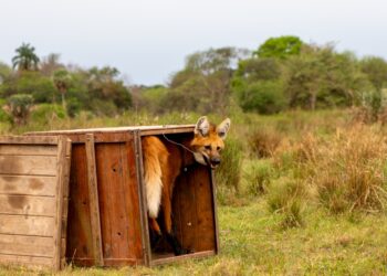Ejemplar de aguará guazú vuelve a su ambiente natural