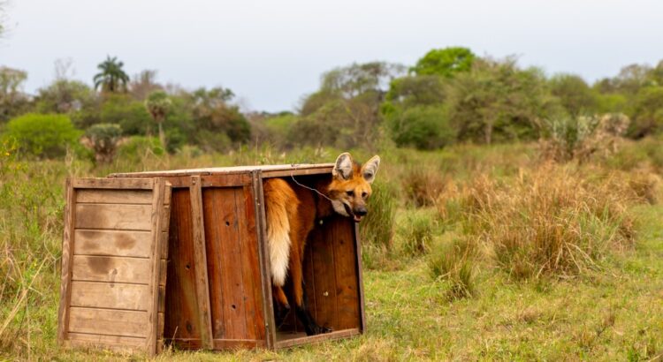 El animal había sido rescatado a principios de este mes.