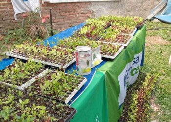 Promueven el desarrollo de huertas comunitarias en distintos barrios