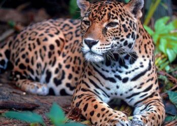 Monitoreo y seguimiento de yaguareté en territorio formoseño