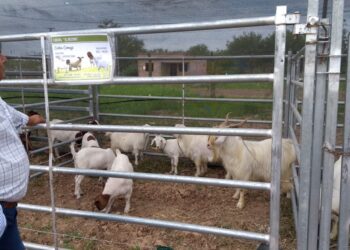 Pozo del Tigre será sede de la segunda Expoferia de Ganado Menor y Hortícola