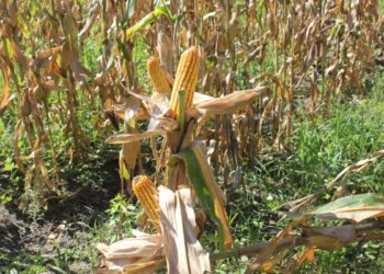 Formosa es la segunda jurisdicción del país que mayor crecimiento reflejó en exportaciones