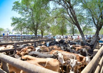 Fortín Soledad: “Los pequeños productores comercializaron su hacienda a buen precio en la Feria Ganadera”