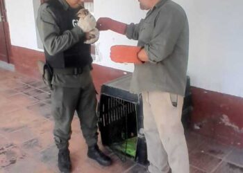 Rescate y evaluación clínica de un coatí