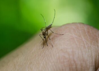 Nueva disminución en los casos de dengue fue el resultado del reporte de esta semana