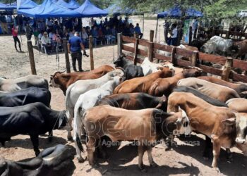 Valoran la importancia del quinto remate ganadero en el oeste provincial