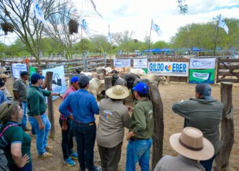 Un productor paraguayo destacó los precios y la calidad de los animales en la feria paippera de Puerto Irigoyen
