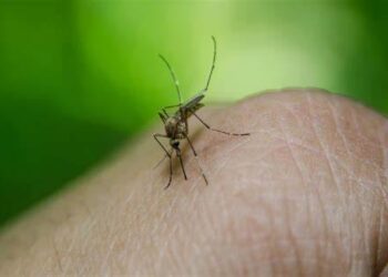 Recordaron sobre la vacunación contra la fiebre amarilla para viajeros
