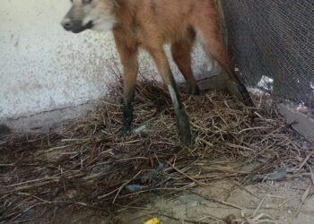 Rescataron ejemplar de aguará guazú en la ciudad de Formosa