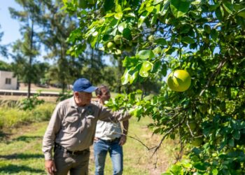 En Tres Lagunas, comitiva del MPyA visitó finca productora de pomelos “Guazú Cuá”