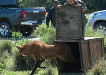 Liberaron a un ejemplar de aguará guazú, símbolo de la fauna protegida