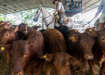 El MPyA acompañó la XIX Expo del Ternero y Novillito en Pirané