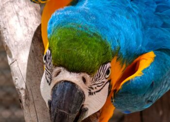 Guaycolec abre sus puertas este fin de semana largo