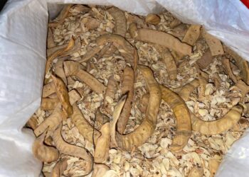 Productores de El Potrillo entregarán más de 5000 kilos de harina de algarroba a Nutrifor