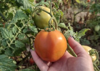 En Laguna Naineck, 280 productores tomateros inician este viernes el ciclo agrícola con aportes económicos del Gobierno de Formosa