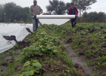 Recomendaciones a productores ante alerta de heladas en toda la provincia