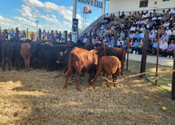 Con hacienda de calidad y buenos precios, se realizó el 16° Remate de Invernada en Laguna Blanca