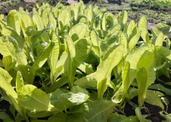 El PAIPPA efectuó monitoreo técnico posterior a las heladas en Laguna Yema