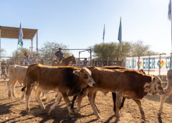 En Las Lomitas se realizará el remate de invernada de las asociaciones paipperas del centro oeste