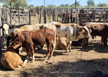 Se realizó el 17° remate de invernada de la FAPEO en Ingeniero Juárez