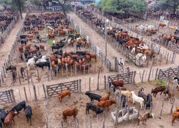 Productores paipperos del centro oeste comercializaron más de mil cabezas de ganado