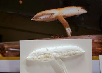 Cerró la muestra fotográfica con un hito inclusivo e histórico para la región