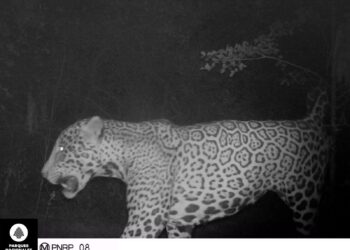 Informan la presencia de un nuevo yaguareté en la provincia