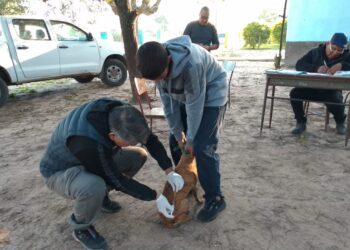 Amplio operativo de vacunación gratuita para mascotas en la colonia Los Matacos