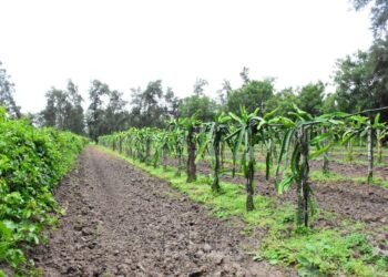 El CEDEVA avanza en la validación de cultivos frutales adaptados al clima subtropical